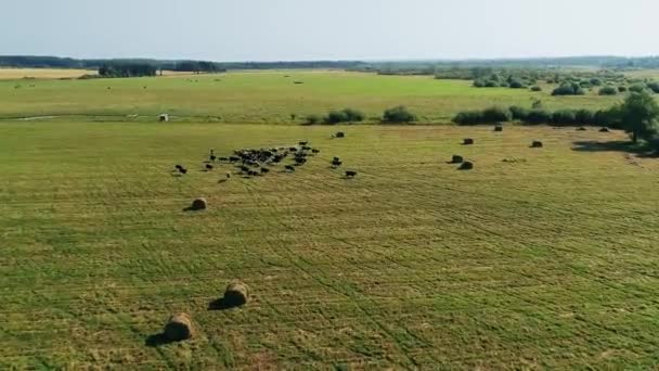 Drone Fly above Large Group of Cows and Sheeps Grazing in a Field — Stock Video