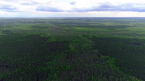 Spruce Ormanı 'nın manzarası. Hava bulutlu. Drone koleksiyonu — Stok video