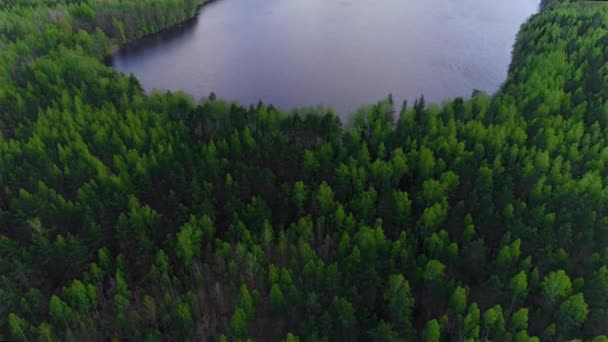 Vliegen boven meer tegen de bossen van sparren en pijnbomen. Verzameling van drones — Stockvideo