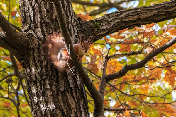 Eekhoorn in het park — Stockfoto