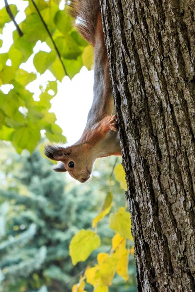 Eichhörnchen im Park — Stockfoto