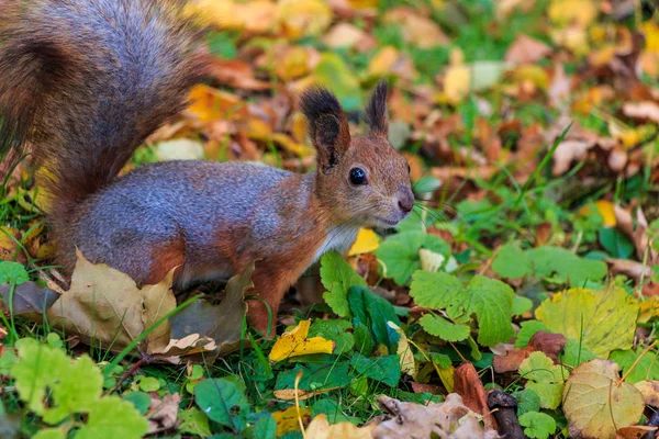 Eichhörnchen im Park — Stockfoto