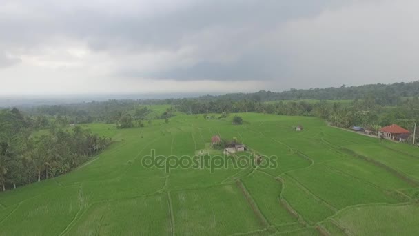 Drone strzał pól ryżowych na wyspie Bali, Indonezja — Wideo stockowe