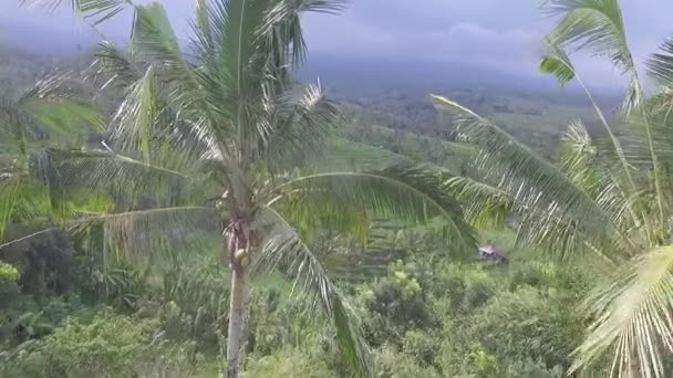 Tiro aéreo de campos de arroz em Bali, Indonésia — Vídeo de Stock