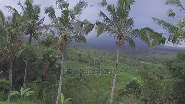 Drone strzał pól ryżowych na wyspie Bali, Indonezja — Wideo stockowe