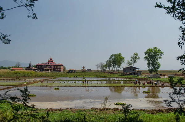 People Working Muddy Rice Fields Myanma Inle Lake — Stock Photo, Image