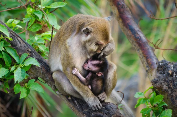 Macaques, a mum monkey is sitting on a tree with its small child. Monkeys are hugging. Baby monkey