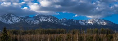 Peçeli bukalemun dalda oturuyor. Örtülü bukalemunun güzel resmi..