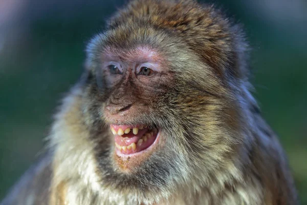 Macaco Bárbaro Macaca Sylvanus Cara Macaco Sorridente — Fotografia de Stock