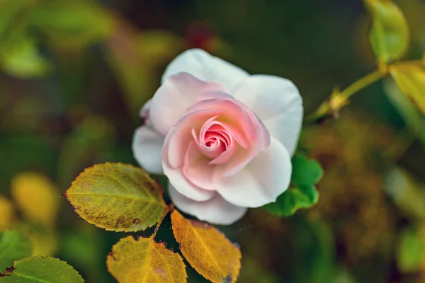 Delikatny Różowy Róża Kropli Wody — Zdjęcie stockowe