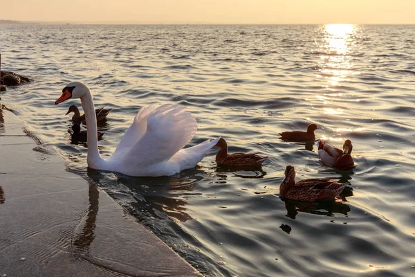 Güzel bir kuğu manzarası ve deniz ördekleri 