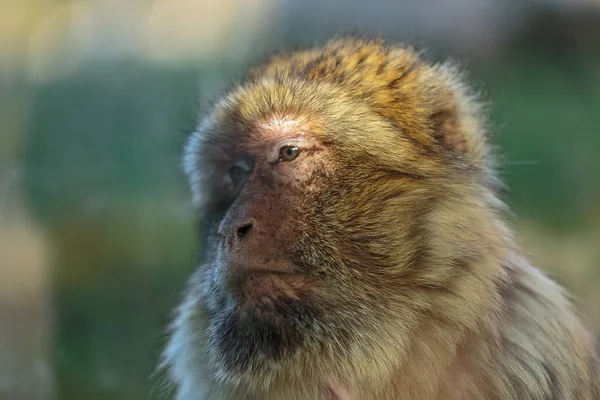 Macaco Barbaro Macaca Sylvanus Primo Piano Del Volto Una Scimmia — Foto Stock