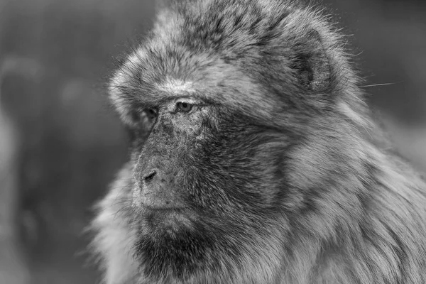 Macaco Barbaro Macaca Sylvanus Primo Piano Del Volto Una Scimmia — Foto Stock