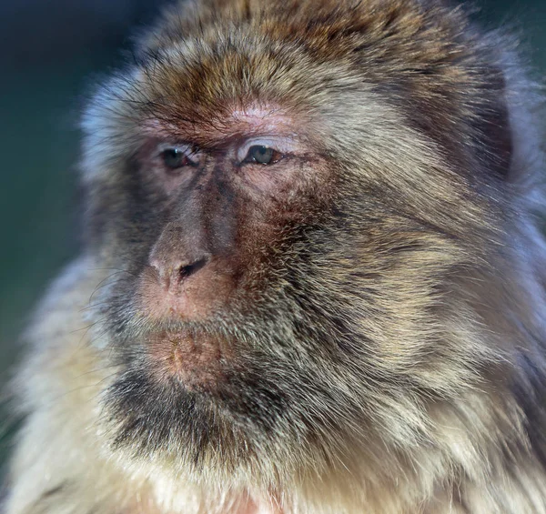 Macaco Barbaro Macaca Sylvanus Primo Piano Del Volto Una Scimmia — Foto Stock