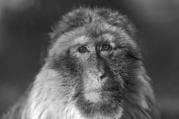 Barbary Macaque Macaca Sylvanus Closeup Face Macaque Monkey — Stock Photo, Image