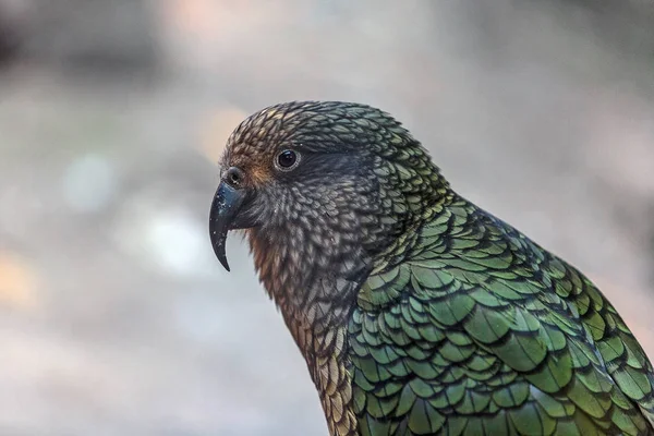 Closeup View Green Parrot — Stock Photo, Image