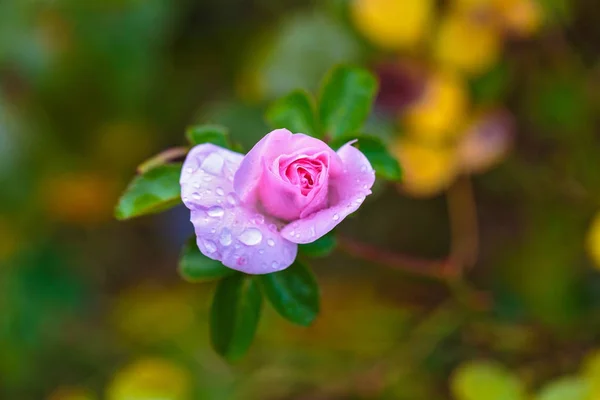 Une Goutte Eau Sur Une Rose Rose — Photo