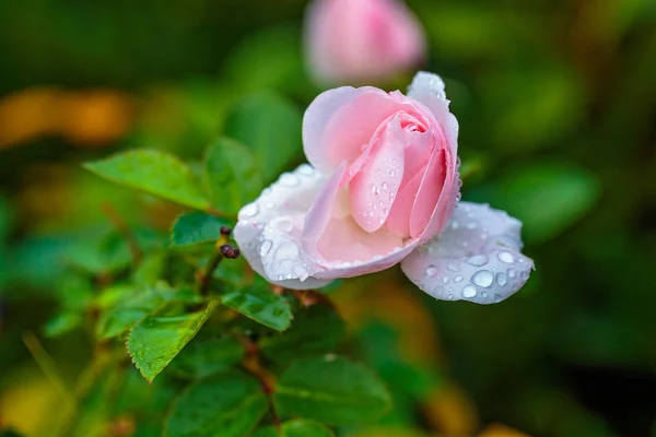 Une Goutte Eau Sur Une Rose Rose — Photo