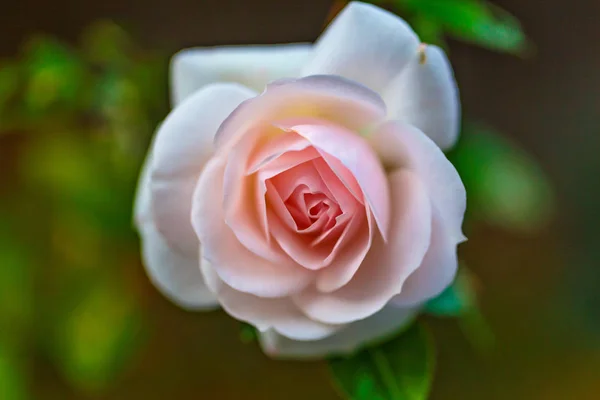 Różowa Róża Piękna Różowa Róża — Zdjęcie stockowe