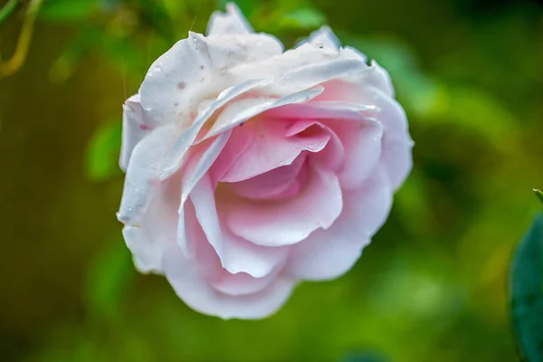 Рожеві Троянди Красива Сексуальна Рожевий Підннявся — стокове фото