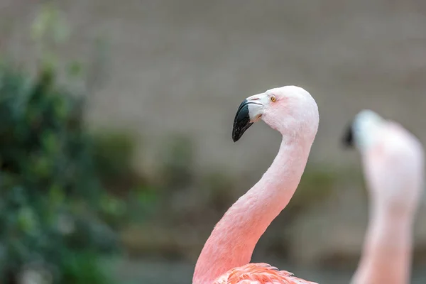 Hoofd van een Chileense flamingo — Stockfoto