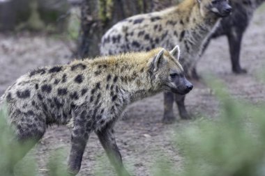 Benekli sırtlan (Crocuta crocuta), ayrıca gülen sırtlan olarak da bilinir.