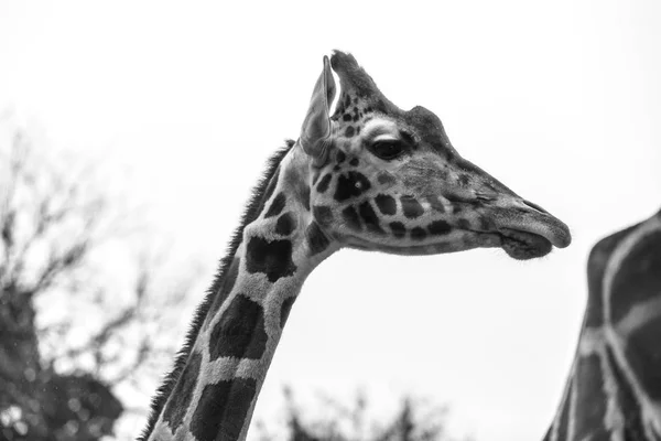 Wirydarz Góry Fotografia Żyrafa — Zdjęcie stockowe