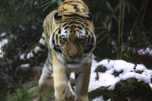 Siberische Tijger Panthera Tigris Tigris Ook Wel Genoemd Amur Tijger — Stockfoto