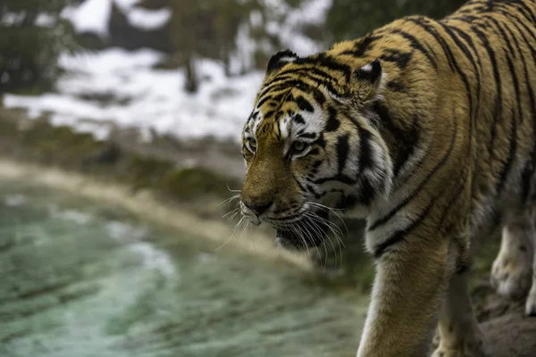 Тигр Пьет Воду Пруду — стоковое фото