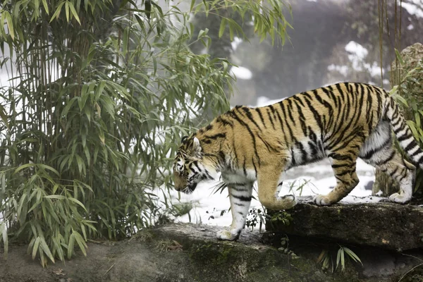 Der Sibirische Tiger Panthera Tigris Tigris Auch Amurtiger Genannt — Stockfoto