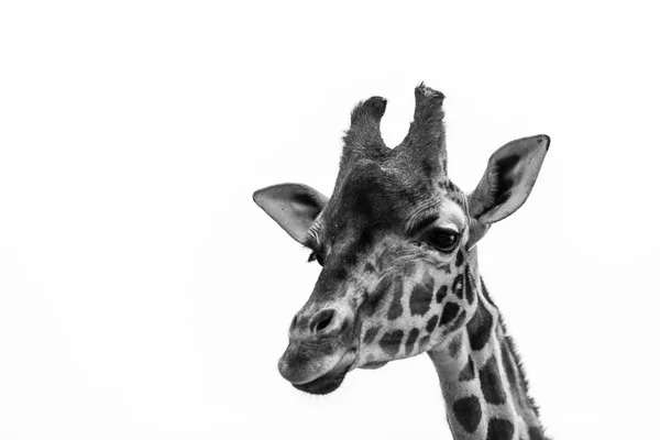 Чорно Білий Портрет Жирафа — стокове фото