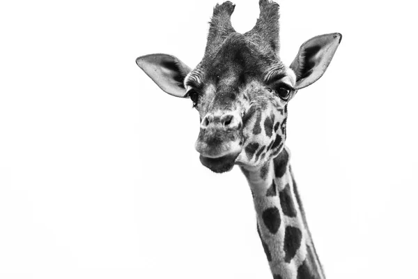 Schwarz Weiß Porträt Der Giraffe — Stockfoto