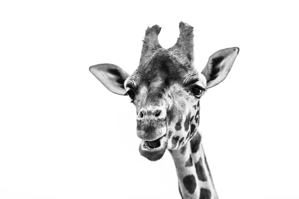 Zürafa Portresi Siyah Beyaz Fotoğraf — Stok fotoğraf