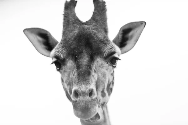 Siyah Beyaz Portre Zürafa — Stok fotoğraf