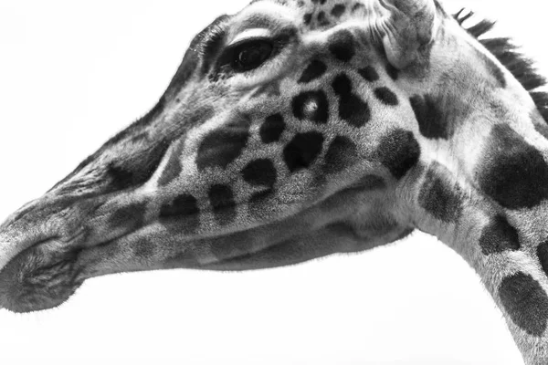 Portrait Noir Blanc Girafe — Photo