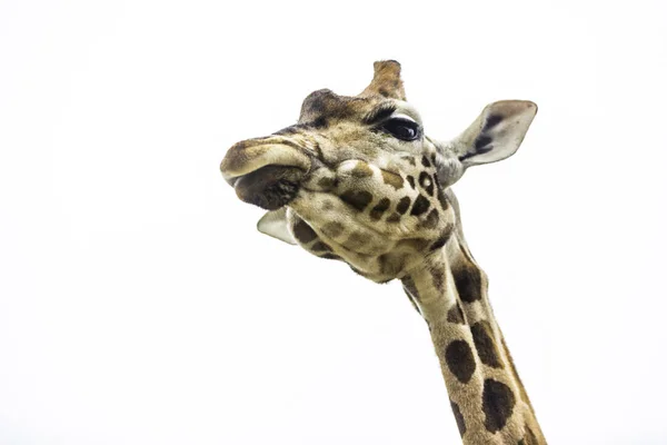 Foto Close Uma Girafa — Fotografia de Stock