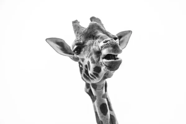 Чорно Білий Портрет Жирафа — стокове фото