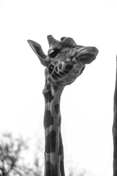 Czarno Biały Portret Żyrafa — Zdjęcie stockowe