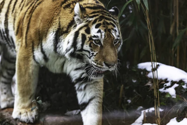 Siberische Tijger Panthera Tigris Tigris Ook Wel Genoemd Amur Tijger — Stockfoto