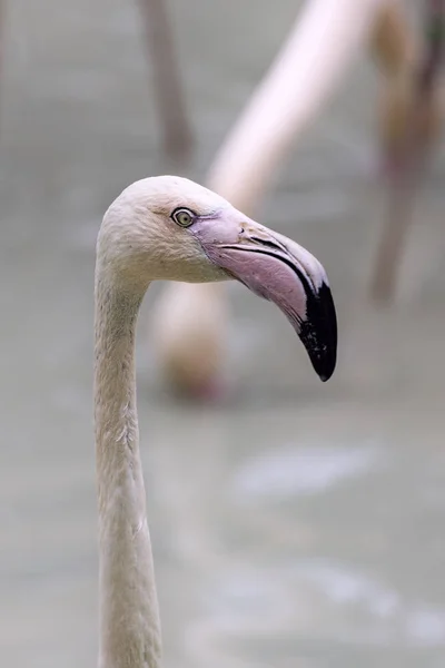 Grote Flamingo Phoenicopterus Roseus — Stockfoto