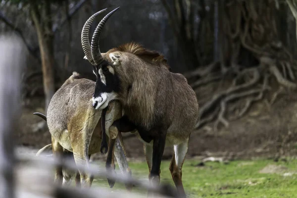 Stratégies d'accouplement chez les antilopes mâles — Photo