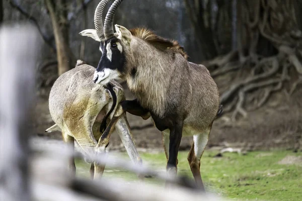 Stratégies d'accouplement chez les antilopes mâles — Photo
