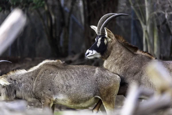 Stratégies d'accouplement chez les antilopes mâles — Photo