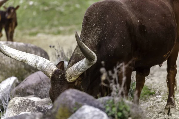 Le bétail watusi — Photo