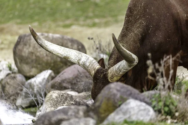 O gado watusi — Fotografia de Stock