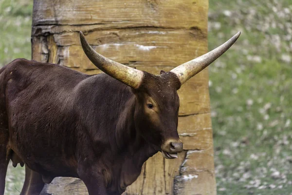 The watusi cattle — Stock Photo, Image