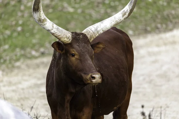 Τα βοοειδή watusi — Φωτογραφία Αρχείου