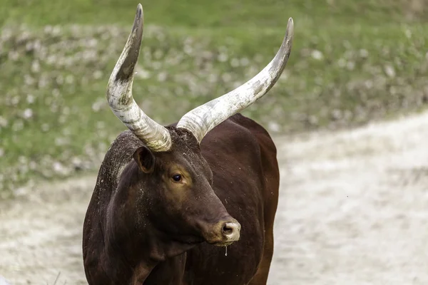 The watusi cattle, bull with huge horns — Stock Photo, Image