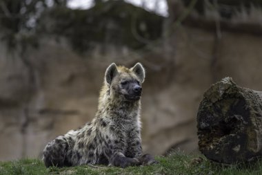 Benekli sırtlan (Crocuta crocuta)