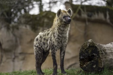 Benekli sırtlan (Crocuta crocuta)